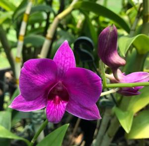 Dendrobium bigibbum