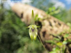 Barbosella gardneri