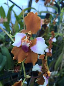 Cyrtochilum pastasae