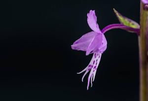 Stenoglottis longifolia
