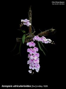 Ionopsis utricularioides