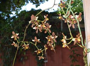 Cyrtochilum ventilabrum