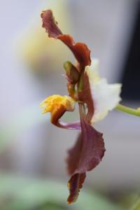 Cyrtochilum ventilabrum