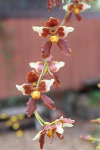 Cyrtochilum ventilabrum