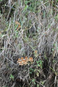 Cyrtochilum ventilabrum