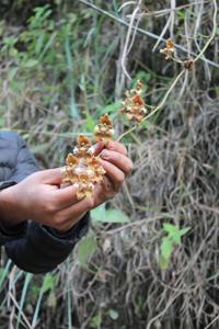 Cyrtochilum ventilabrum
