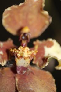 Cyrtochilum ventilabrum