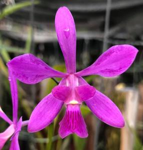 Encyclia jenischiana