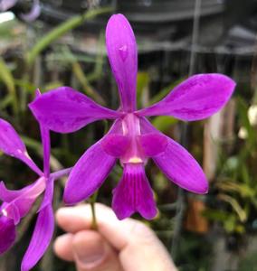 Encyclia jenischiana