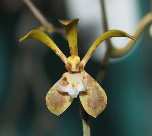 Trichoglottis gibbosicalcar