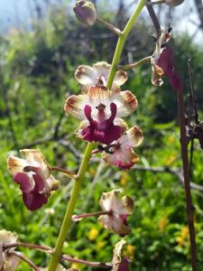 Cyrtopodium brandonianum