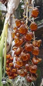 Catasetum longifolium