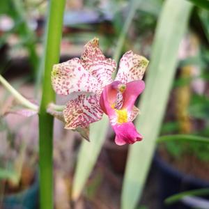 Cyrtopodium cipoense