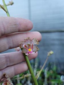 Cyrtopodium cipoense