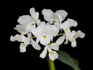 Guarianthe skinneri f. alba