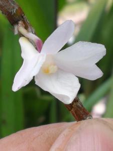 Dendrobium hughii