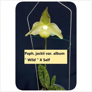 Paphiopedilum jackii