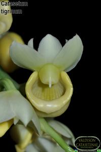 Catasetum tigrinum