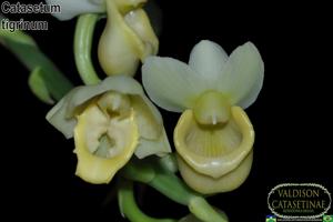 Catasetum tigrinum