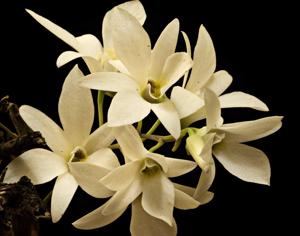 Dendrobium barbatulum