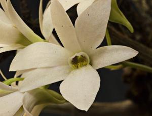 Dendrobium barbatulum