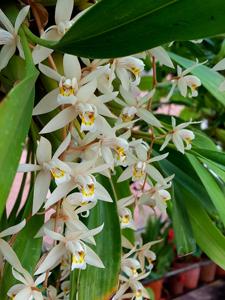 Coelogyne flaccida