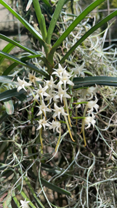 Cyrtorchis praetermissa
