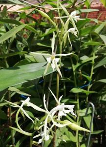 Epidendrum viviparum