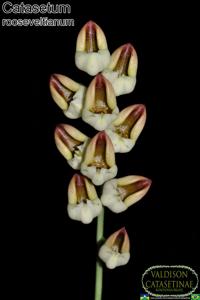 Catasetum rooseveltianum
