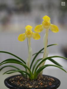 Cymbidium goeringii