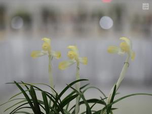 Cymbidium goeringii
