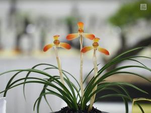 Cymbidium goeringii