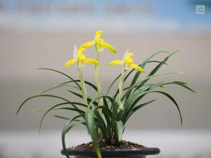 Cymbidium goeringii