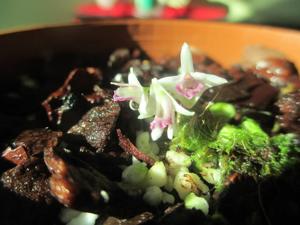 Dendrobium microbulbon