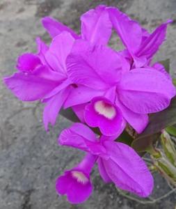 Guarianthe skinneri