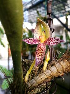 Bulbophyllum macranthum