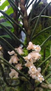 Dendrobium pinifolium