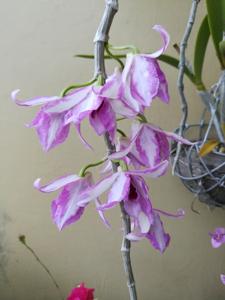 Dendrobium anosmum