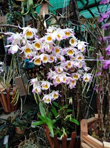 Dendrobium amoenum