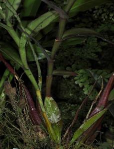 Dendrobium hendersonii