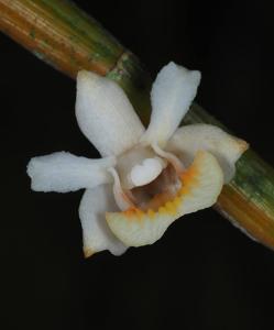 Dendrobium hosei