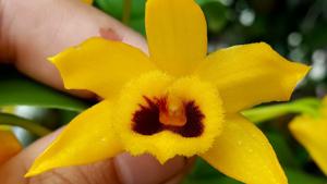 Dendrobium ochreatum