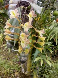 Rodriguezia granadensis