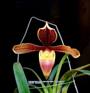 Paphiopedilum barbigerum var. sulivongii