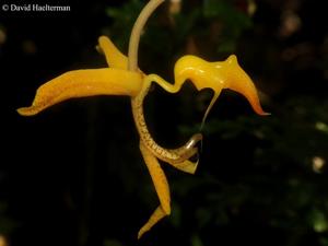 Gongora gratulabunda