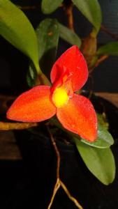 Maxillaria sophronitis