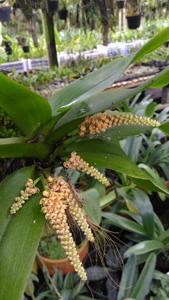 Pomatocalpa spicatum