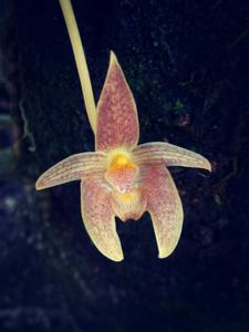 Bulbophyllum orectopetalum