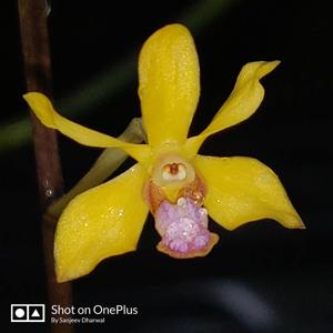 Vanda testacea