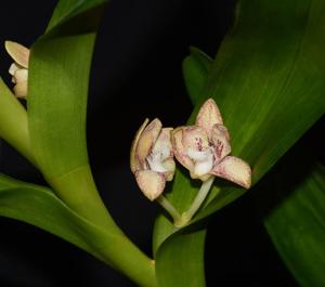 Dendrobium vandoides